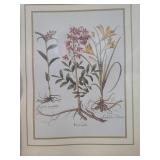 Set of 3 Framed Botanical Prints Set of 3 Framed Botanical Prints
