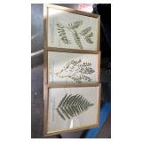 Framed Botanical Fern & Astragalus Print Set 22x18 (one damaged) Framed Botanical Fern & Astragalus Print Set 22x18 (one damaged)