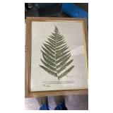Framed Botanical Fern & Astragalus Print Set 22x18 (one damaged) Framed Botanical Fern & Astragalus Print Set 22x18 (one damaged)