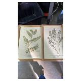 Framed Botanical Fern & Astragalus Print Set 22x18 (one damaged) Framed Botanical Fern & Astragalus Print Set 22x18 (one damaged)