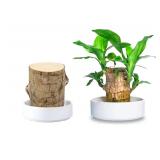 Brazilian Wood Plant,Mini Brazil Lucky Wood,Swelling Stage,Nearing Germination Lucky Tree,Budding Takes just 7-15 Days,Brazilian Tree Perfect for Home,Office Desktop Decoration (Without Panda Statue) Brazilian Wood Plant,Mini Brazil Lucky Wood,Swelling Stage,Nearing Germination Lucky Tree,Budding Takes just 7-15 Days,Brazilian Tree Perfect for Home,Office Desktop Decoration (Without Panda Statue)