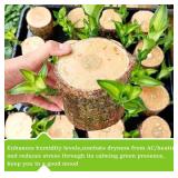 Brazilian Wood Plant,Mini Brazil Lucky Wood,Swelling Stage,Nearing Germination Lucky Tree,Budding Takes just 7-15 Days,Brazilian Tree Perfect for Home,Office Desktop Decoration (Without Panda Statue) Brazilian Wood Plant,Mini Brazil Lucky Wood,Swelling Stage,Nearing Germination Lucky Tree,Budding Takes just 7-15 Days,Brazilian Tree Perfect for Home,Office Desktop Decoration (Without Panda Statue)