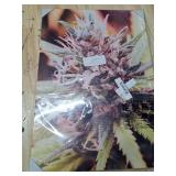 Cannabis Plant Close-up Photography Print Cannabis Plant Close-up Photography Print