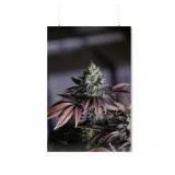 Cannabis Plant Photography Art Print Cannabis Plant Photography Art Print