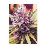 Cannabis Plant Close-up Photography Print Cannabis Plant Close-up Photography Print