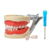Dental Typodont Model with 32 Removable Teeth, Practice and Study (M8012 Kilgore Nissin 200 Type)
