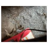 Honda GX25 4-Stroke Tiller--Shed