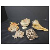 Seashells