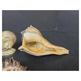 Seashells