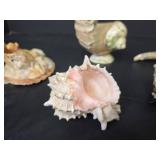 Seashells