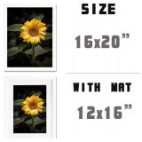 $82 White 16x20 Frame, 2 Pack, Solid Wood with Mat, 12x16