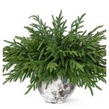 Waipfaru Christmas 12 Pcs Norfolk Pine Stems, 18 Inch Real Touch Artificial Norfolk Pine Branches, Christmas Greenery for DIY Cedar Garland, Indoor & Outdoor Xmas Holiday Home Decor - Retail: $18