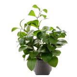 19 Artificial Ficus Plant in Textured Black Ceramic Planter Tall Faux Plant with Deep Green Leaves for Modern Home Office Shelf Bathroom Tabletop Indoor Decor - Retail: $30"