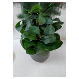 19 Artificial Ficus Plant in Textured Black Ceramic Planter Tall Faux Plant with Deep Green Leaves for Modern Home Office Shelf Bathroom Tabletop Indoor Decor - Retail: $30"