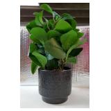 19 Artificial Ficus Plant in Textured Black Ceramic Planter Tall Faux Plant with Deep Green Leaves for Modern Home Office Shelf Bathroom Tabletop Indoor Decor - Retail: $30"