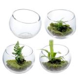 Premium Hotel Series 5 Inch Round Clear Glass Air Plant Terrariums, Mini Candy Bowl Jars, Tealight Candle Holders, Succulent Cactus Vases, Set of 4 - Retail: $33