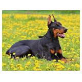 Aiminto Braided Round Martingale Dog Collar, Training Collar with Slidable Stop Ring and Adjustable Stopper - Ideal for Extra Large Dogs (XL(1/2") - 24" Long, Black) - Retail: $15