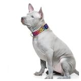 TMOODEL Reflective Dog Collar for Medium Dogs, Cute Leopard Style Adjustable Heavy-Duty Nylon Puppy Collar for Boy and Girl Female, Soft Pet Accessories with Quick Release Buckle, Neon - Retail: $9