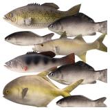 16 Pcs Fake Fish Artificial Fish Toy 6 Types Lifelike Stuffed Pretend Realistic Sea Fishes Models for Photography Props Party Favor Display Kitchen Decor - Retail: $50