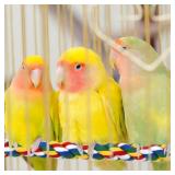 Bird Rope Perches for Parrots, Cockatiels, Parakeets, Budgie Cages Comfy Birds Colorful Rope Toy (41inch Metal nut) - Retail: $9