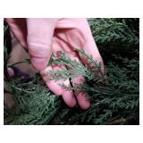 Christmas Cedar Garland Realistic - Cypress Decorations with Lights 6ft for Mantle Lighted Faux Pine Garlands for Xmas Home Decoration Indoor Stairs Railing 6 ft Fireplace Outdoor Prelit Door Decor