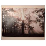Forest  Canvas Wall Art