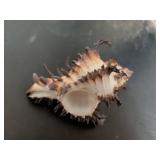 Mixed Stone and Shell Collection