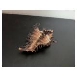 Mixed Stone and Shell Collection