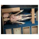 The Visible Woman Anatomy Model Kit by Renwal
