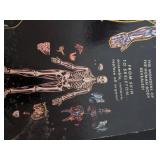 The Visible Man Anatomy Model Kit