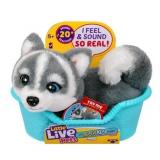 Little Live Pets My Really Real Puppy Minis Aurora the Husky Interactive Puppy 20+ Sounds & Reactions Ages 5+