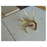 Antlers - 1 larger one - 1 Smaller
