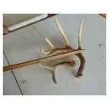 Antlers - 1 larger one - 1 Smaller