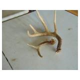 Antlers - 1 larger one - 1 Smaller