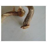 Antlers - 1 larger one - 1 Smaller