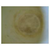 Chicken Themed - Grease/Cookie Jar - - see pictures for damage on lid