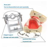 Dental Typodont Model with 32 Removable Teeth, Practice and Study (M8012 Kilgore Nissin 200 Type)