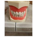 Dental Typodont Model with 32 Removable Teeth, Practice and Study (M8012 Kilgore Nissin 200 Type)
