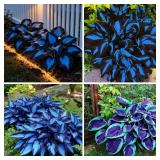 Mixrug 207+ Hosta Seeds Blue for Planting Outdoors - Rare Hostas Seeds Perennial Giant Low Maintenance Shade Plants for Borders Containers and Landscape Design