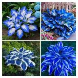 Mixrug 207+ Hosta Seeds Blue for Planting Outdoors - Rare Hostas Seeds Perennial Giant Low Maintenance Shade Plants for Borders Containers and Landscape Design