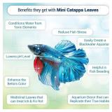 SunGrow 50 pcs Catappa Indian Almond Leaves for Betta Fish Tank Aquarium, 2 Water Conditioner Leaves, Leaf Also Suitable for Shrimp, Goldfish, Guppy and Frogs