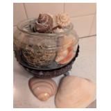 Natural Seashell Collection in Glass Display