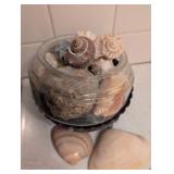 Natural Seashell Collection in Glass Display