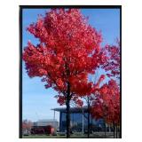 Medog Studio Gallery 24x36 Poster Frame Black,Display Pictures 24x36 Picture Frame, Studio Gallery Frame, Wall Schools Colleges Sign Frame, 1 Pack