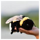 TAMMYFLYFLY Soft Insect Plush Toy, Stuffed Bee Animal Doll,Cute Honeybee Plush Doll,17cm (Bee) - Retail: $10