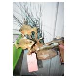 FISH DISPLAY