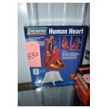 HUMAN HEART MODEL