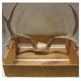 VNTG Bio-Pak Wood Crate 6pt. Deer Antlers