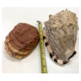 Large Conch & Sea Shell