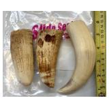 3 Whale Teeth